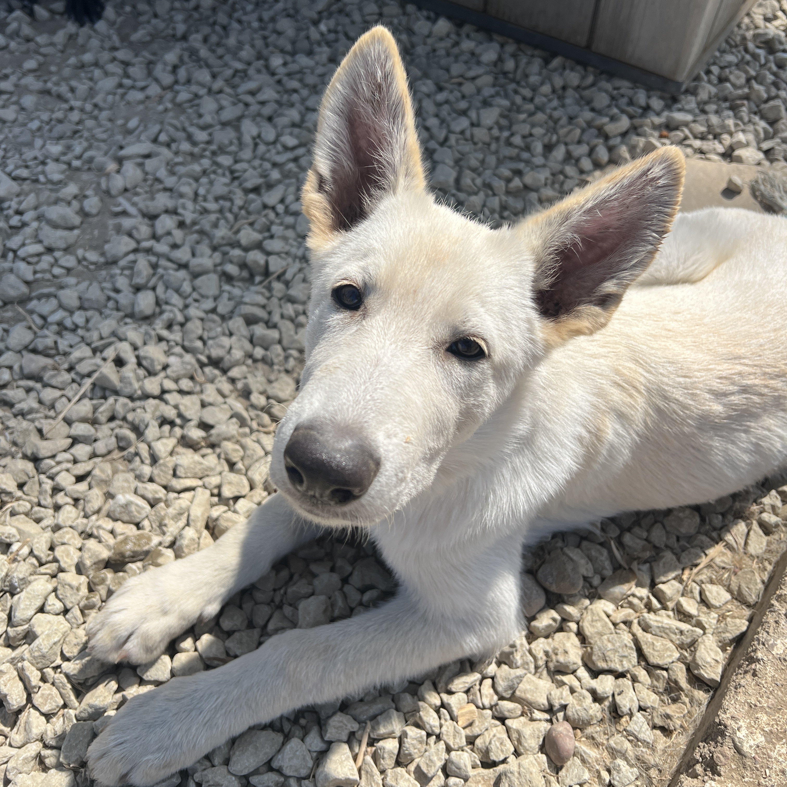 Dog for adoption Lil Miss P, a German Shepherd Dog in San Diego , CA