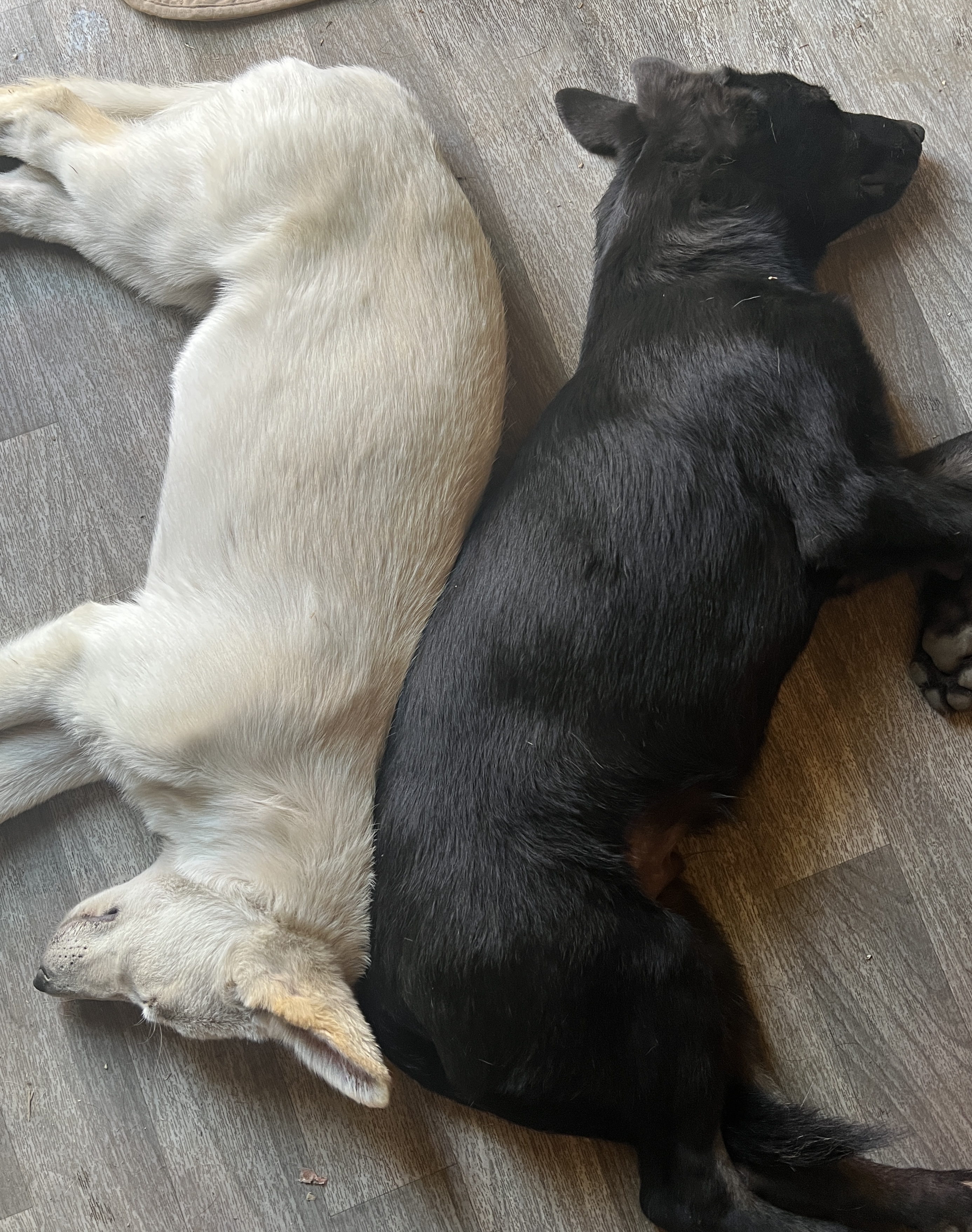 Dog for adoption Lil Miss P, a German Shepherd Dog in San Diego , CA