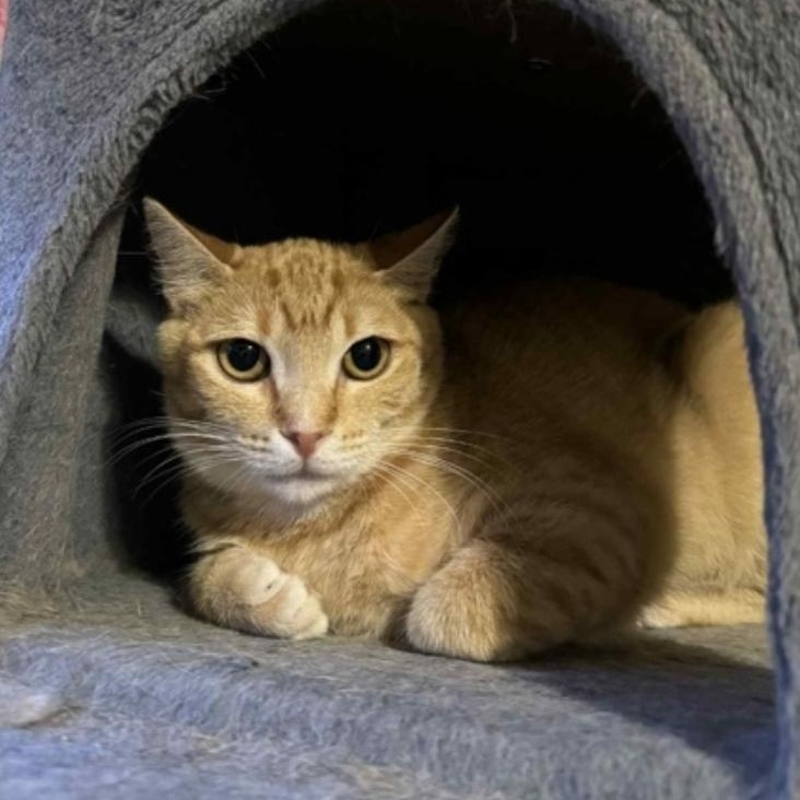 Enlarge Honey, an adoptable Domestic Short Hair in Warr Acres, OK image 1/1