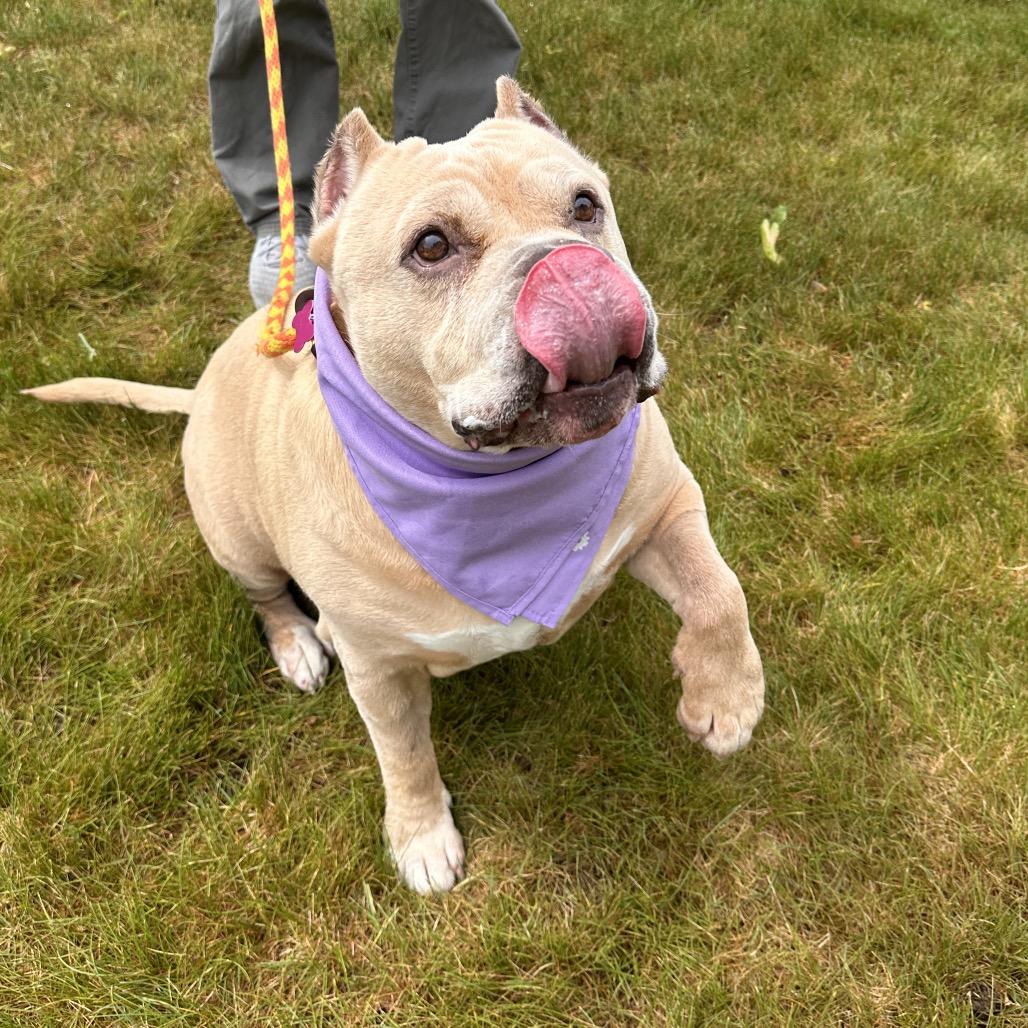 Cookie, Adoptable, Senior Female Pit Bull Terrier.