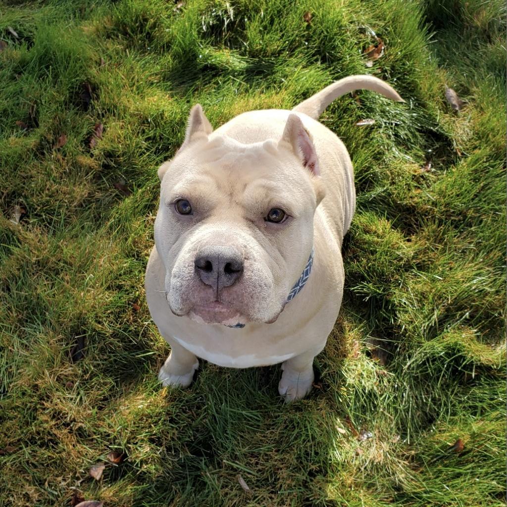 Cookie, Adoptable, Senior Female Pit Bull Terrier.