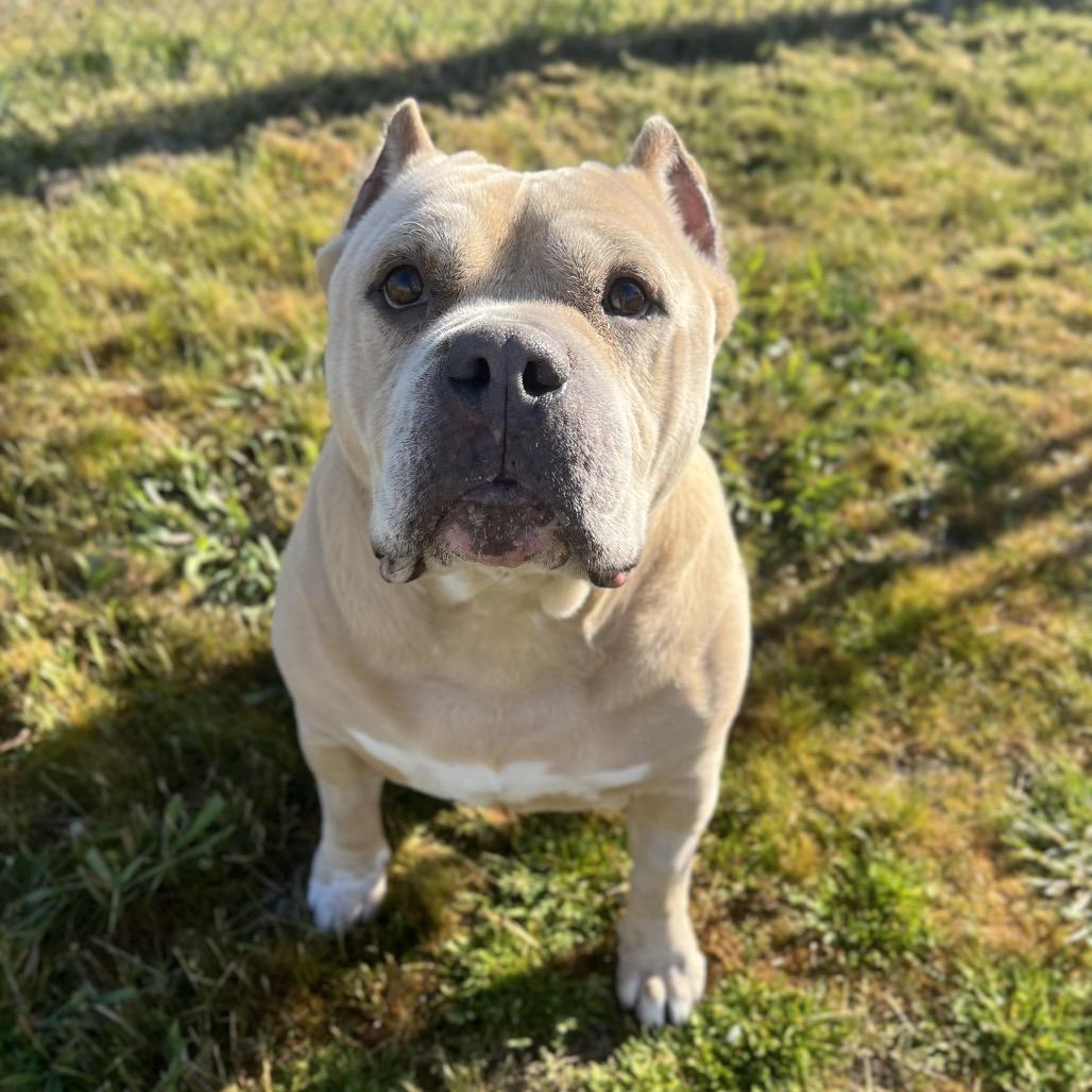 Enlarge Cookie, a Adoptable Pit Bull Terrier in Spokane, WA image 2/6