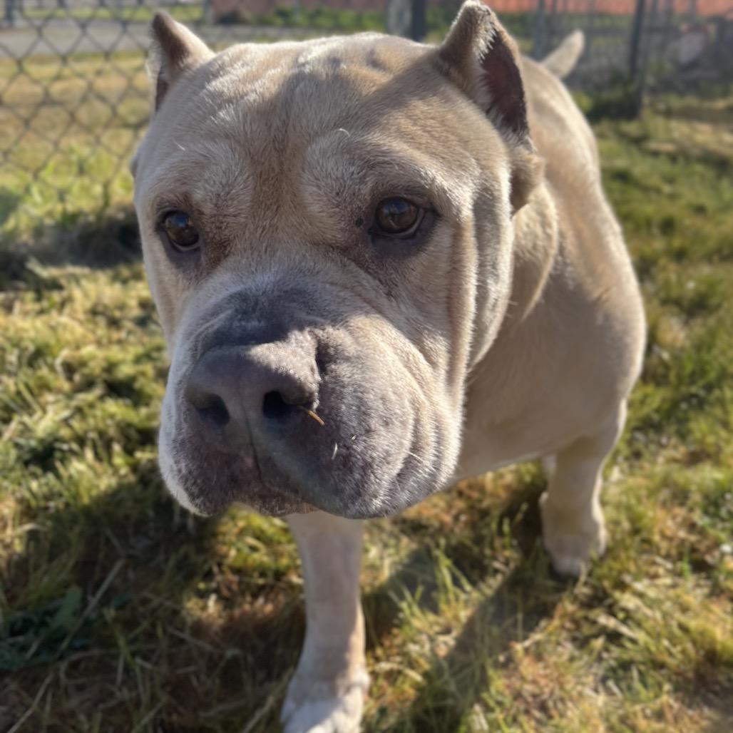Enlarge Cookie, a Adoptable Pit Bull Terrier in Spokane, WA image 3/6