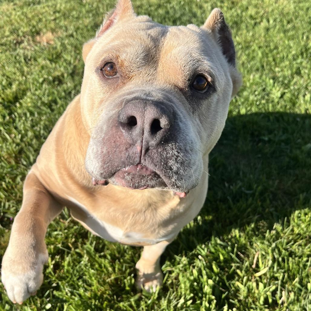 Enlarge Cookie, a Adoptable Pit Bull Terrier in Spokane, WA image 4/6