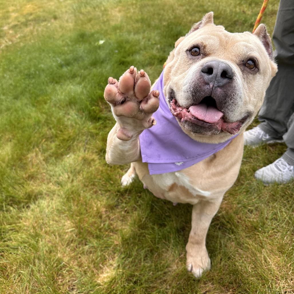 Enlarge Cookie, a Adoptable Pit Bull Terrier in Spokane, WA image 4/6