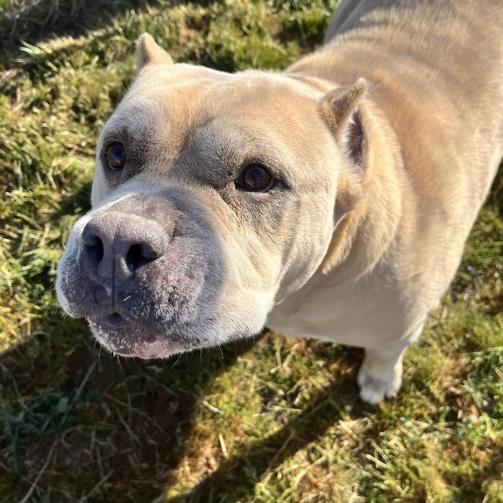 Enlarge Cookie, a Adoptable Pit Bull Terrier in Spokane, WA image 5/6