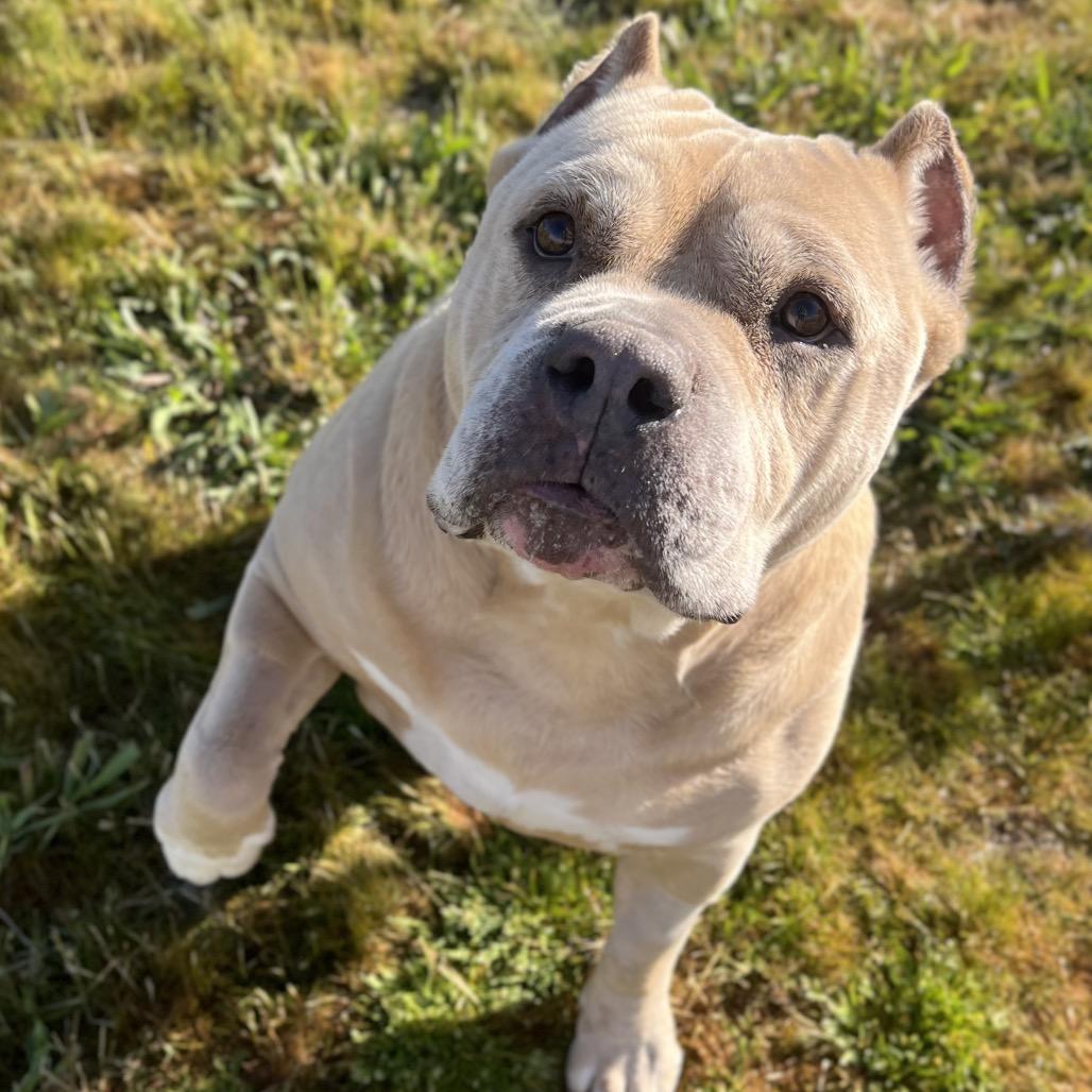 Enlarge Cookie, a Adoptable Pit Bull Terrier in Spokane, WA image 6/6