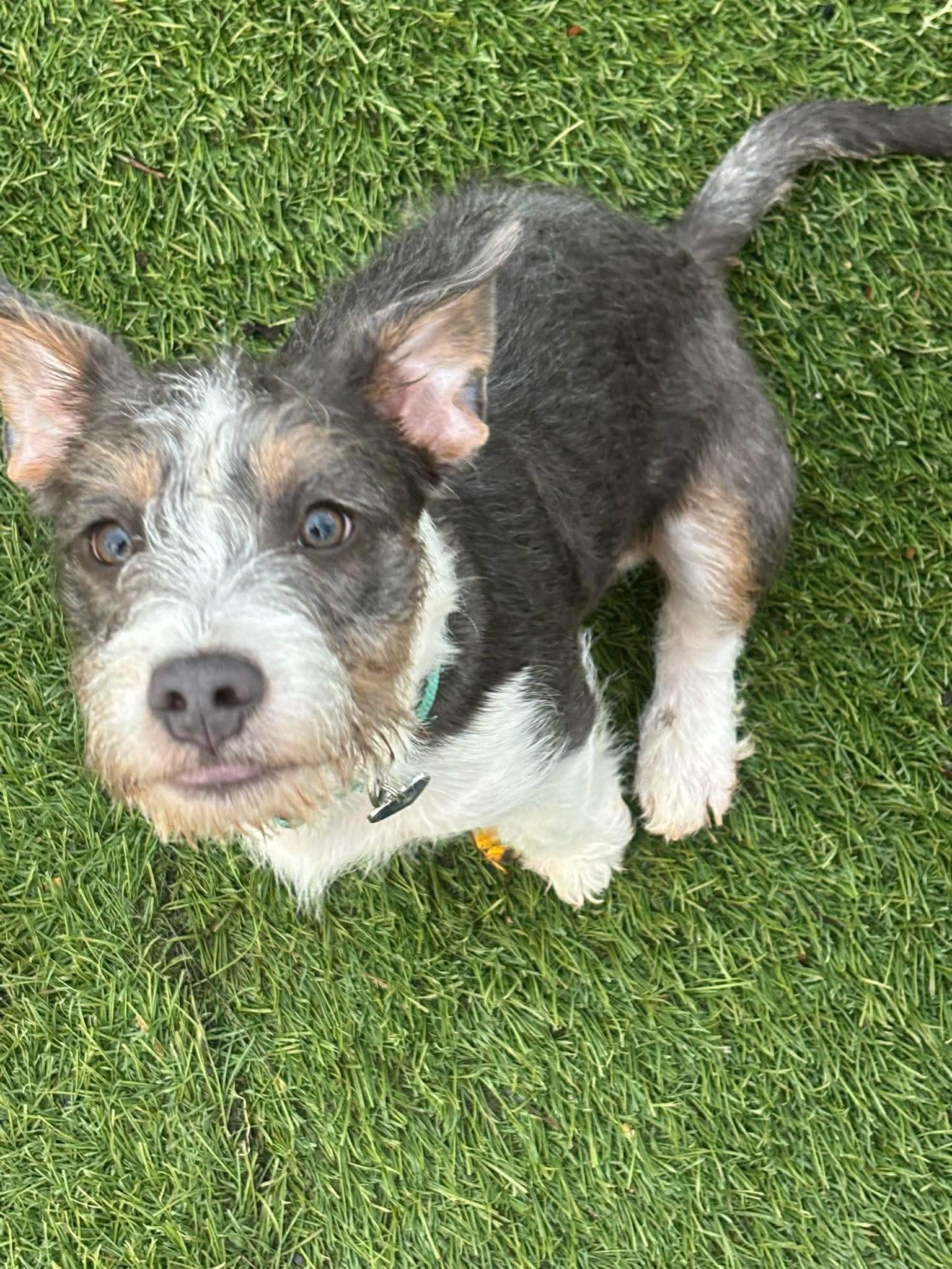 Enlarge WOWZA the most adorable puppy on the planet , a Adoptable mixed breed in Lockhart, TX image 5/5