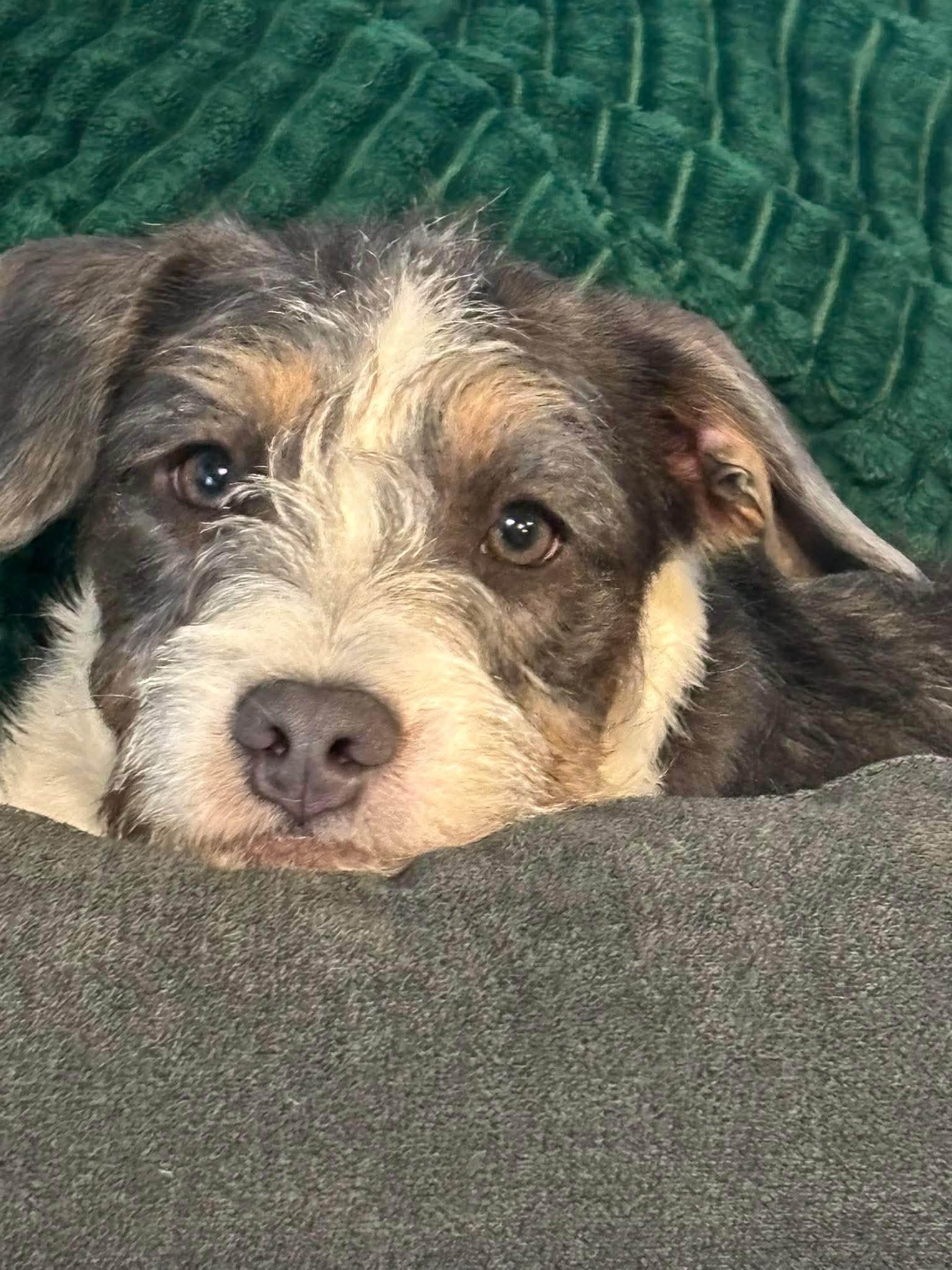 Enlarge WOWZA the most adorable puppy on the planet , a Adoptable mixed breed in Lockhart, TX image 4/5