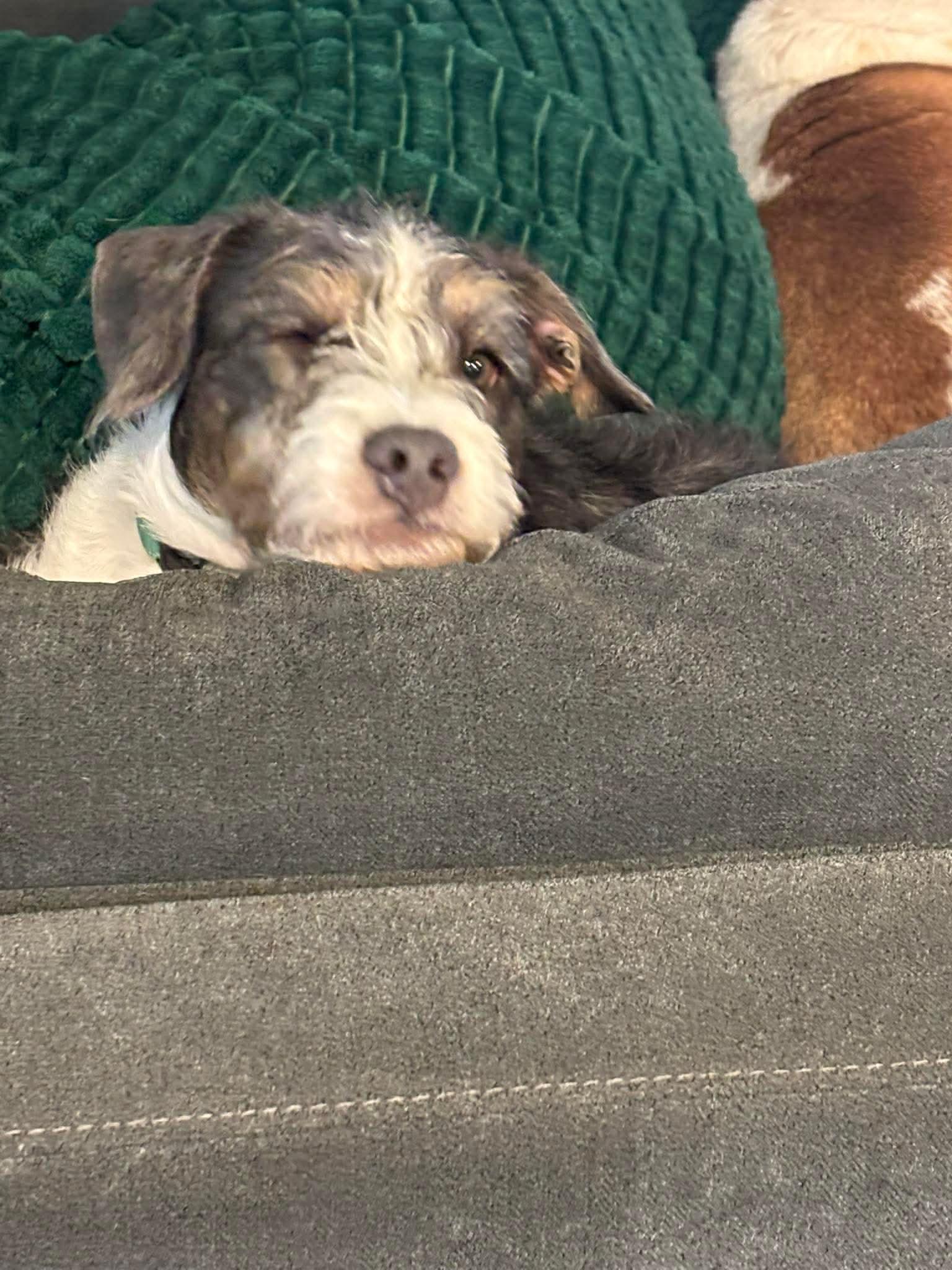 Enlarge WOWZA the most adorable puppy on the planet , a Adoptable mixed breed in Lockhart, TX image 2/5