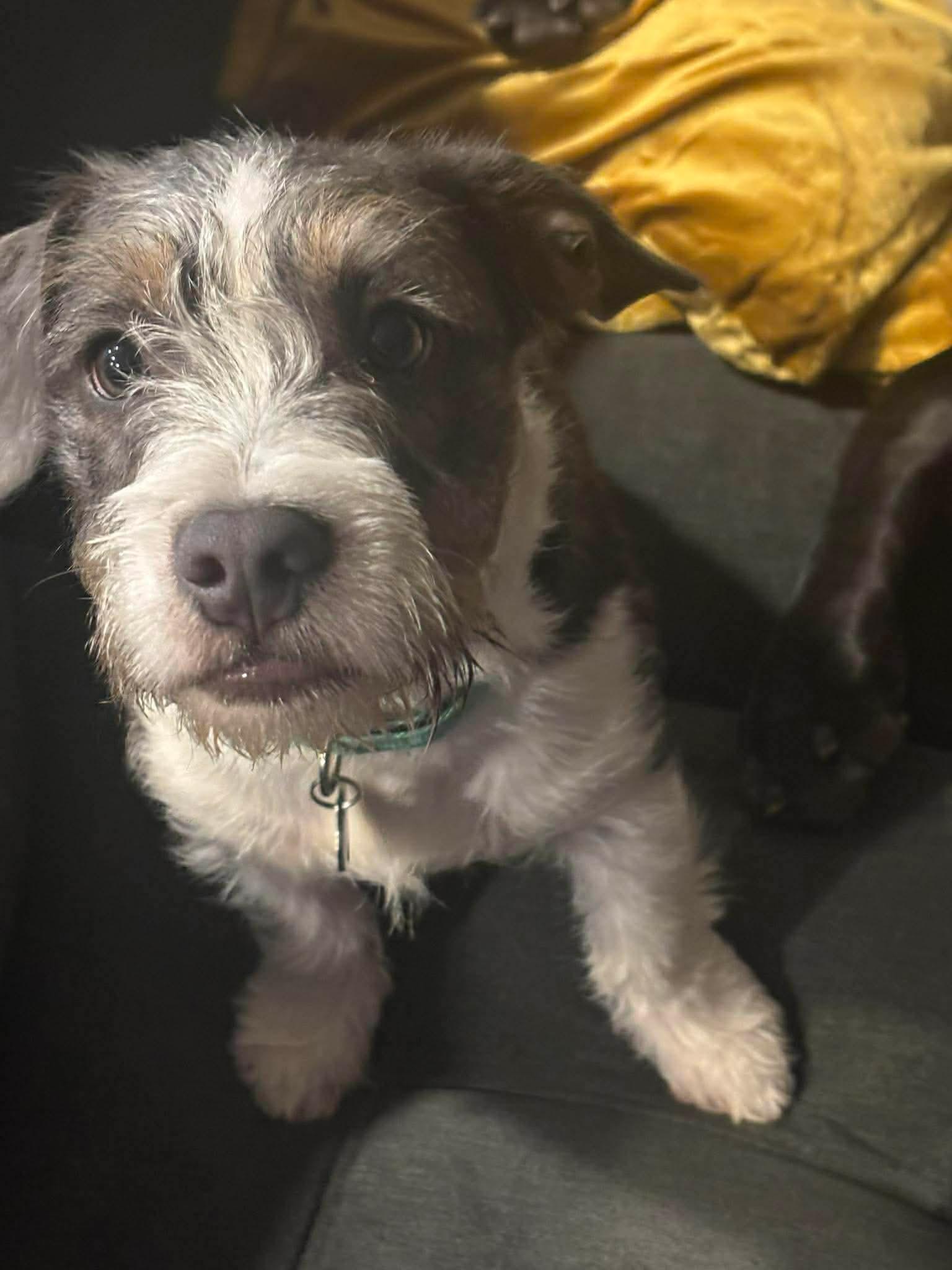 Enlarge WOWZA the most adorable puppy on the planet , a Adoptable mixed breed in Lockhart, TX image 3/5