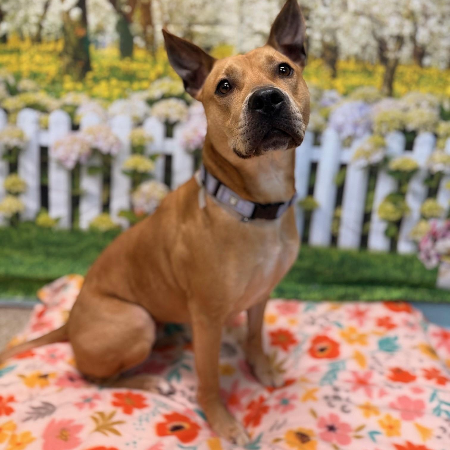 Estrella, a Adoptable Mixed Breed in Brookhaven, NY image 1/3