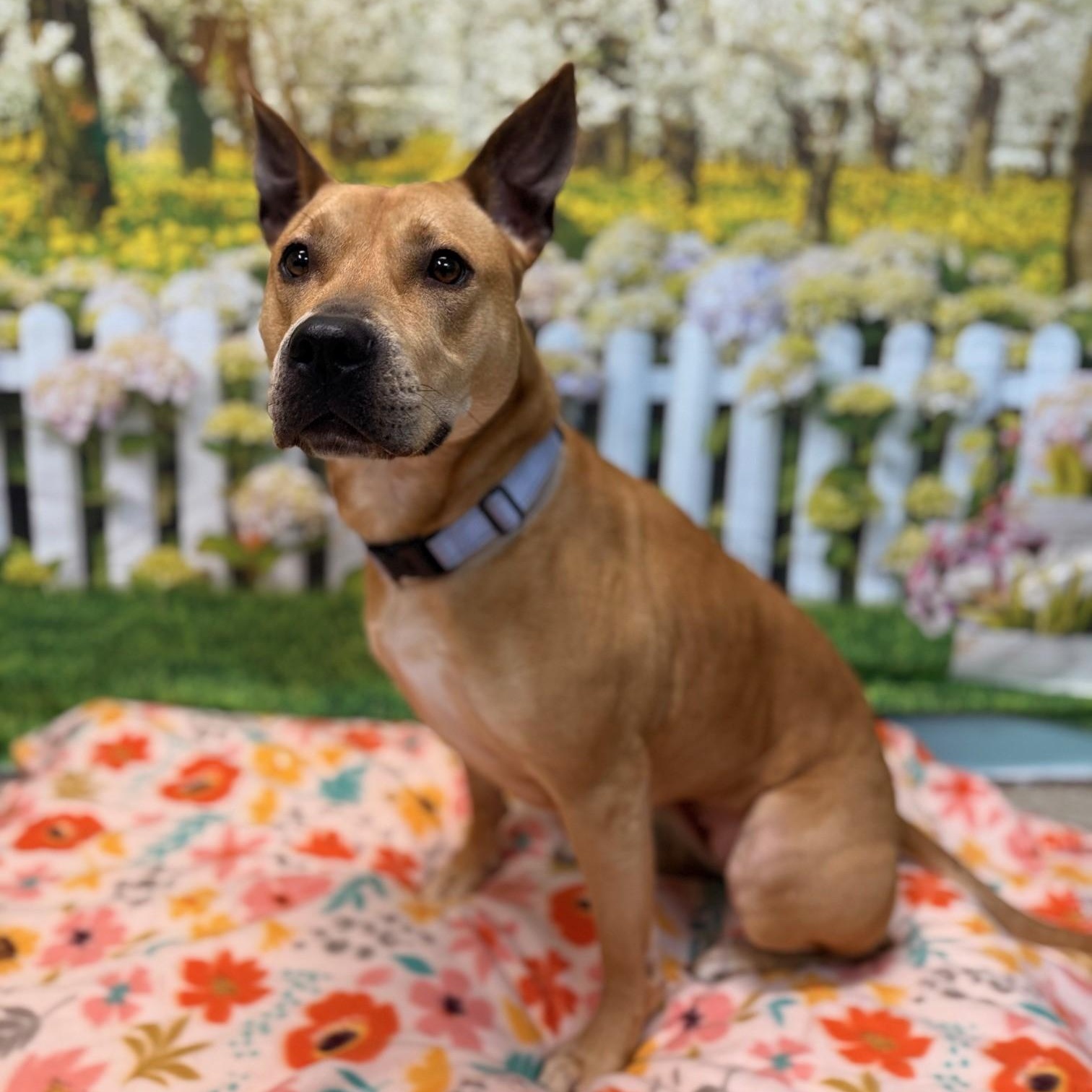 Estrella, a Adoptable Mixed Breed in Brookhaven, NY image 2/3