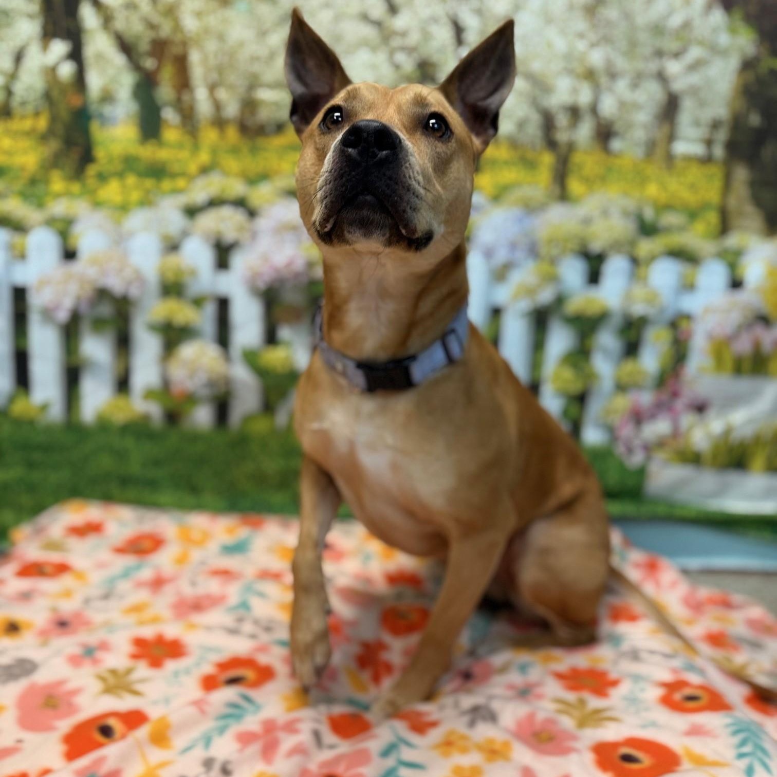 Estrella, a Adoptable Mixed Breed in Brookhaven, NY image 3/3