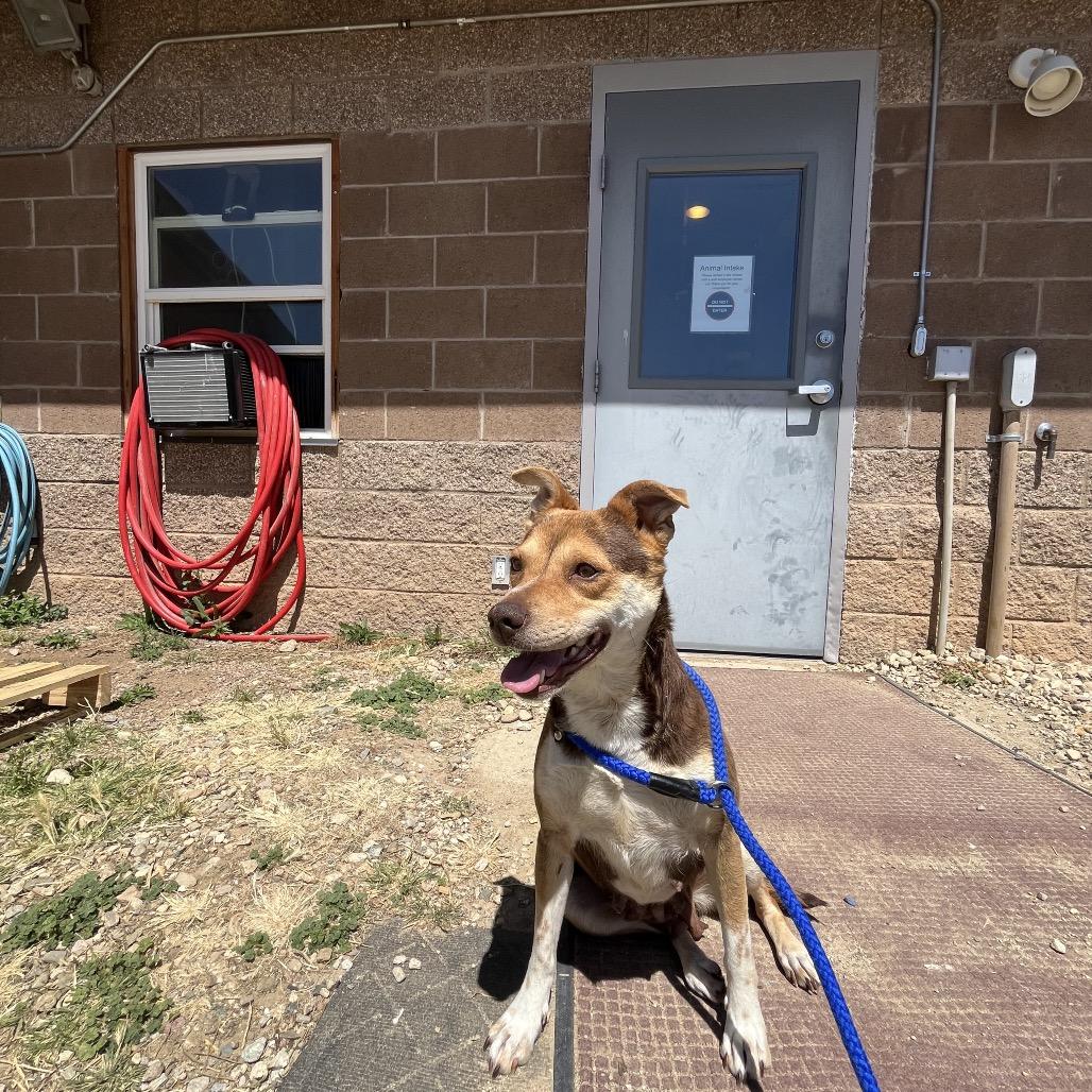 Zia, a Adoptable mixed breed in Taos, NM image 1/5