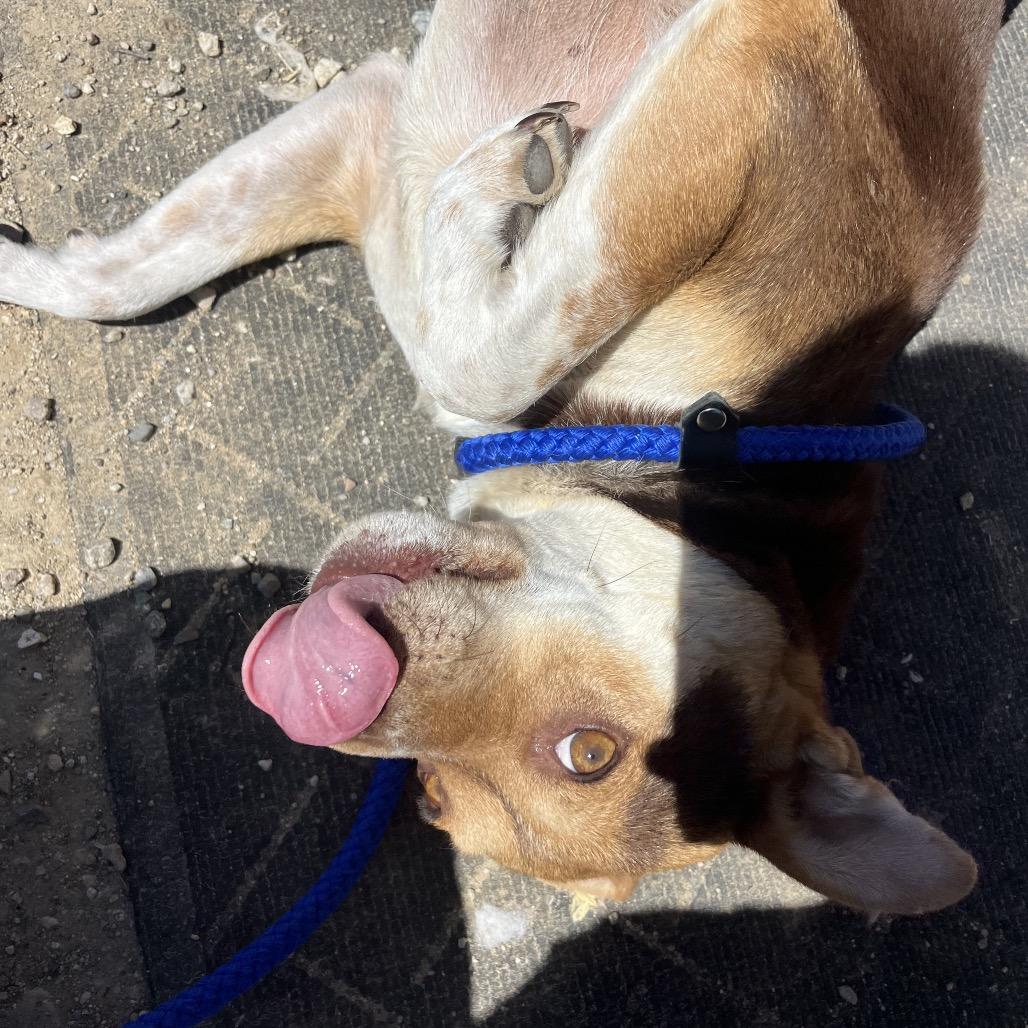 Zia, a Adoptable mixed breed in Taos, NM image 3/5