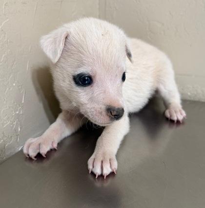Gusto, Adoptable, Young Male Australian Shepherd.
