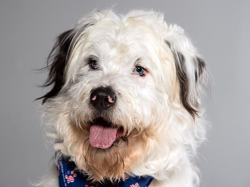 Enlarge Willie, a Adopted mixed breed in Crossville, TN image 1/6