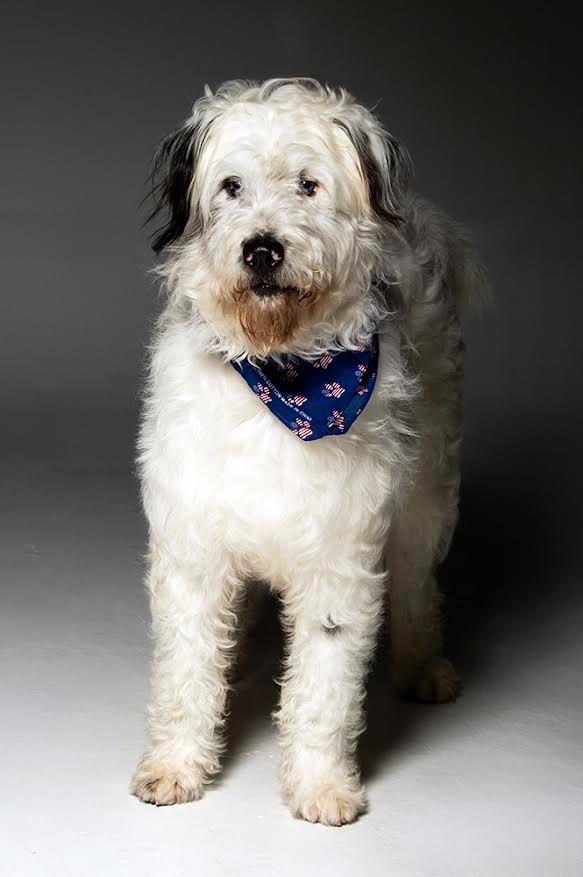 Enlarge Willie, a Adopted mixed breed in Crossville, TN image 2/6