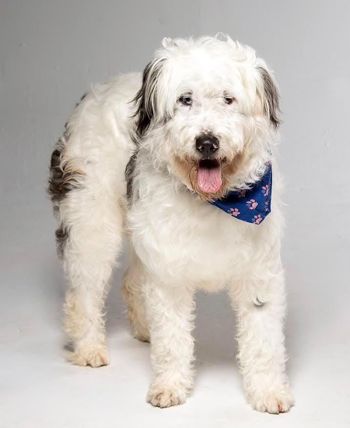 Enlarge Willie, a Adopted mixed breed in Crossville, TN image 3/6