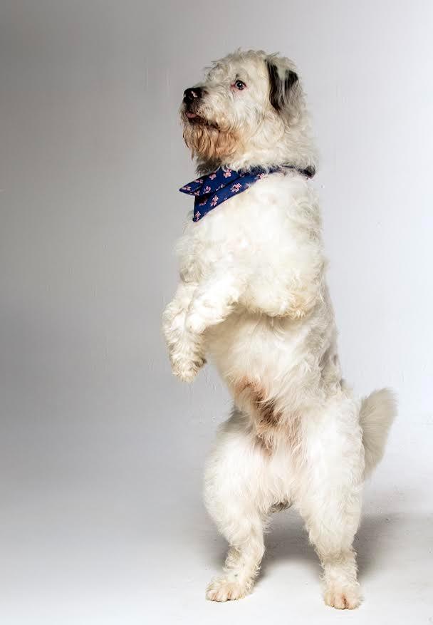 Enlarge Willie, a Adopted mixed breed in Crossville, TN image 4/6