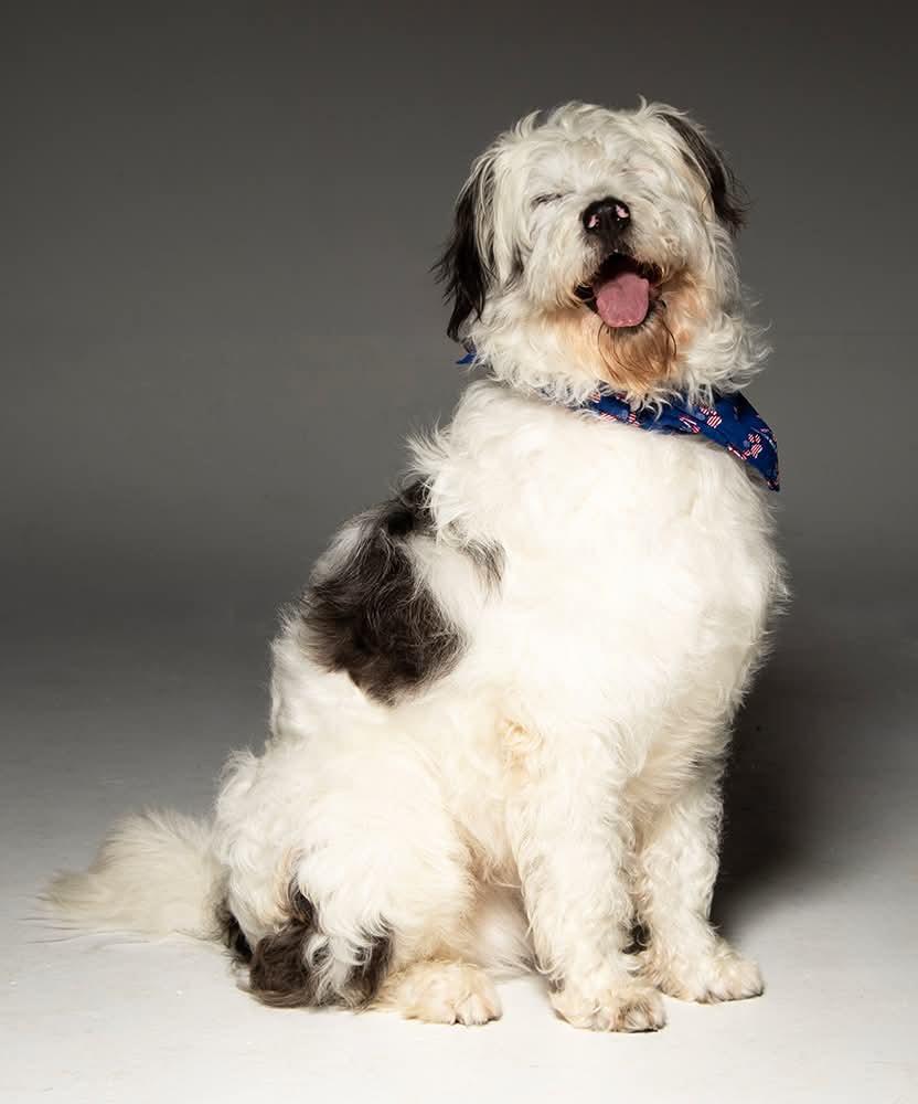 Enlarge Willie, a Adopted mixed breed in Crossville, TN image 5/6