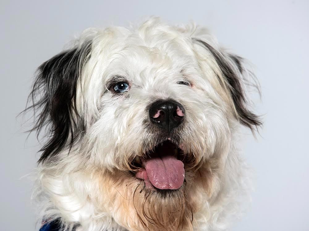 Enlarge Willie, a Adopted mixed breed in Crossville, TN image 6/6