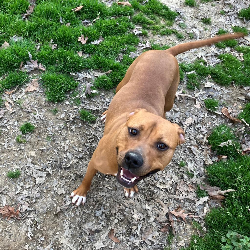 Enlarge Monroe, a Adoptable mixed breed in La Plata, MD image 2/5