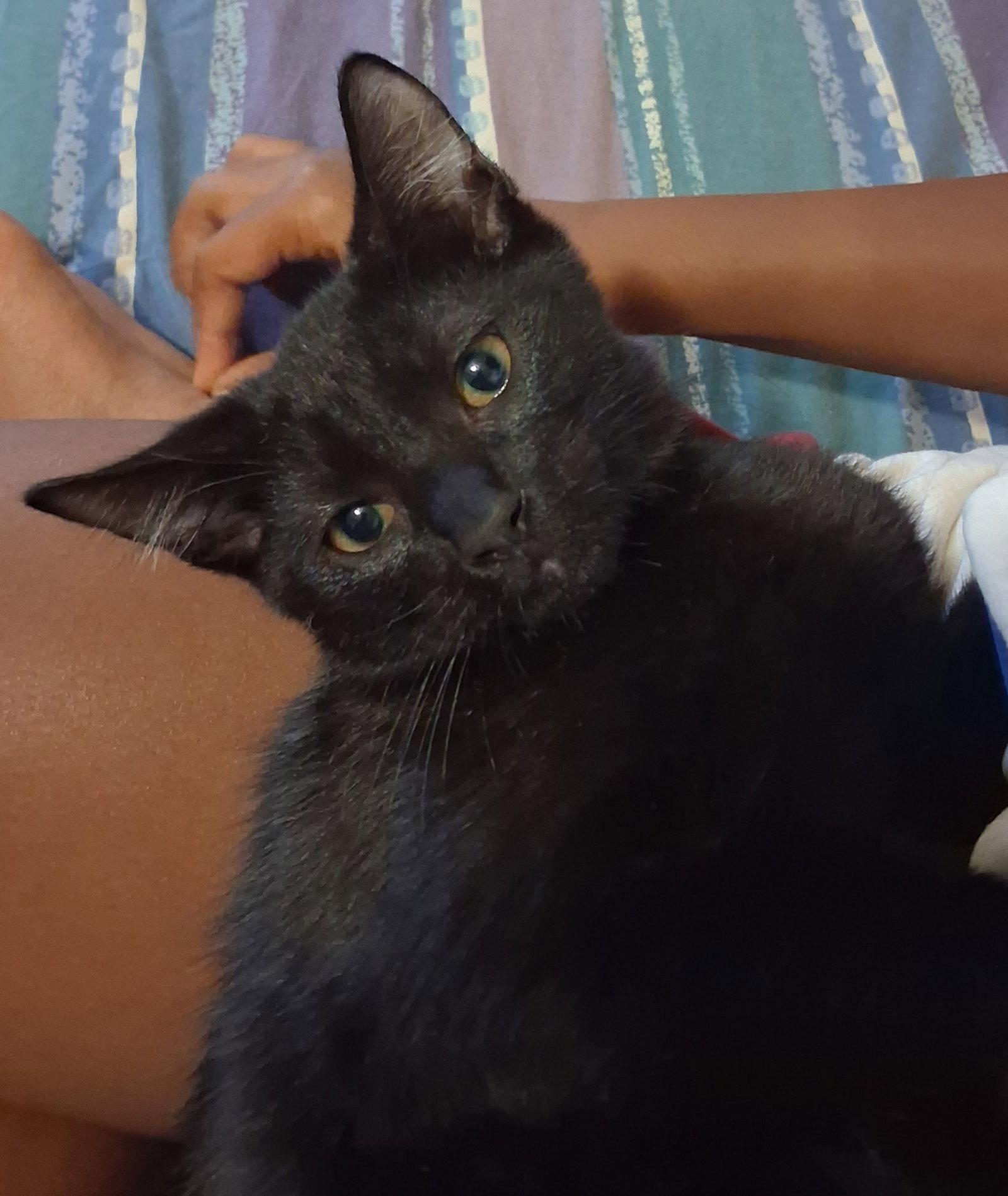 Enlarge Remy, a Adoptable Domestic Short Hair in Oviedo, FL image 1/1