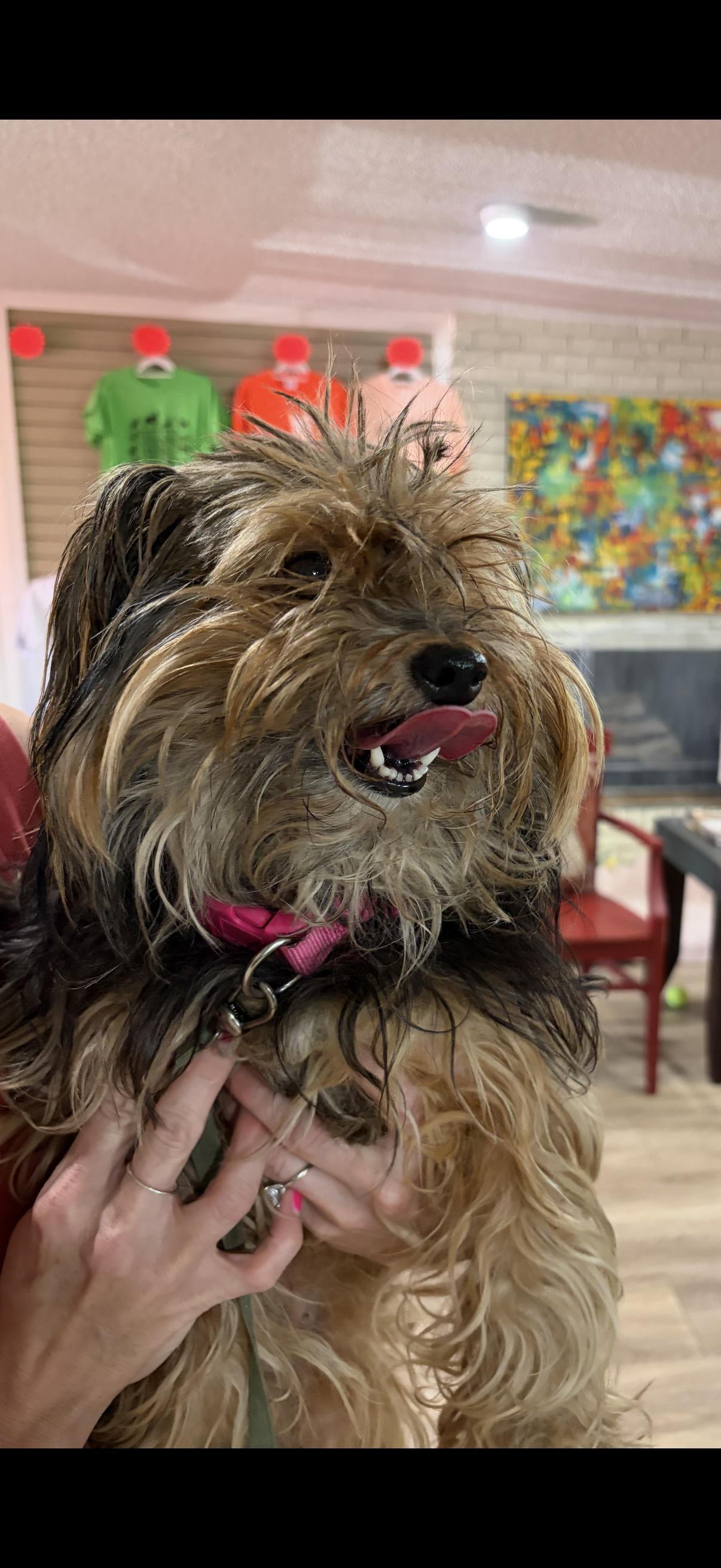 Enlarge Molly, a Adopted Yorkshire Terrier in Texarkana, TX image 1/2