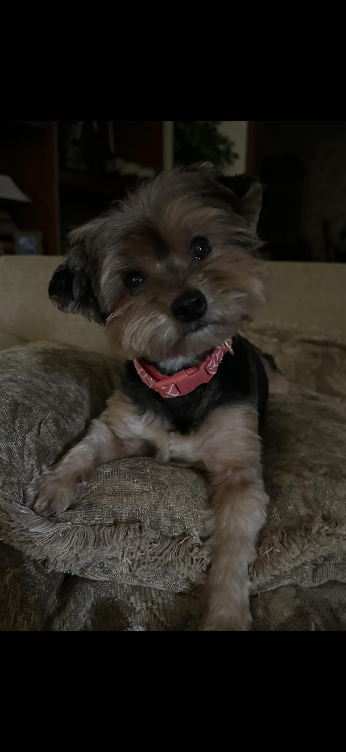 Enlarge Molly, a Adopted Yorkshire Terrier in Texarkana, TX image 2/2