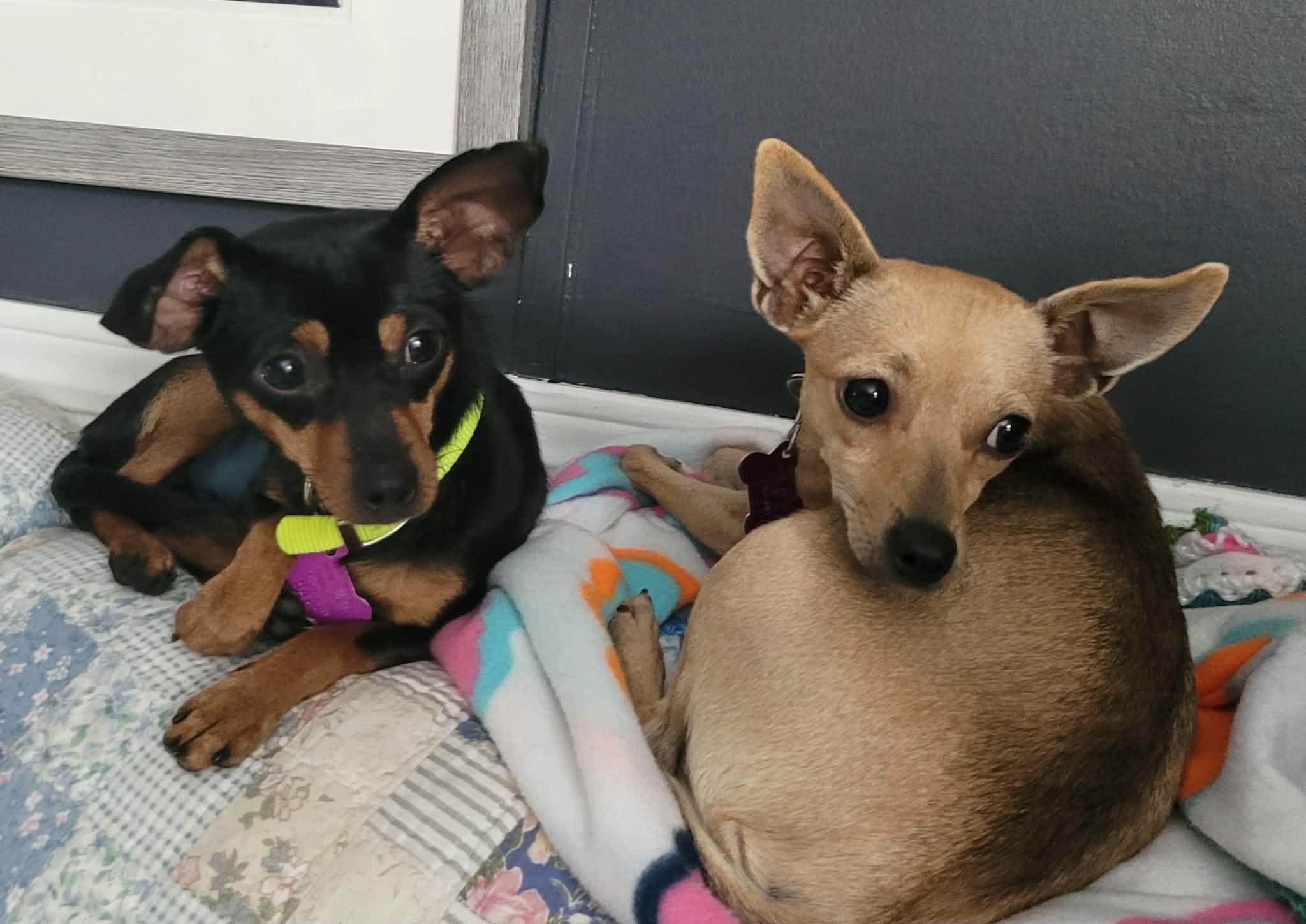 Enlarge Sonny & Cher, an adopted Chihuahua in Hayward, WI image 1/3