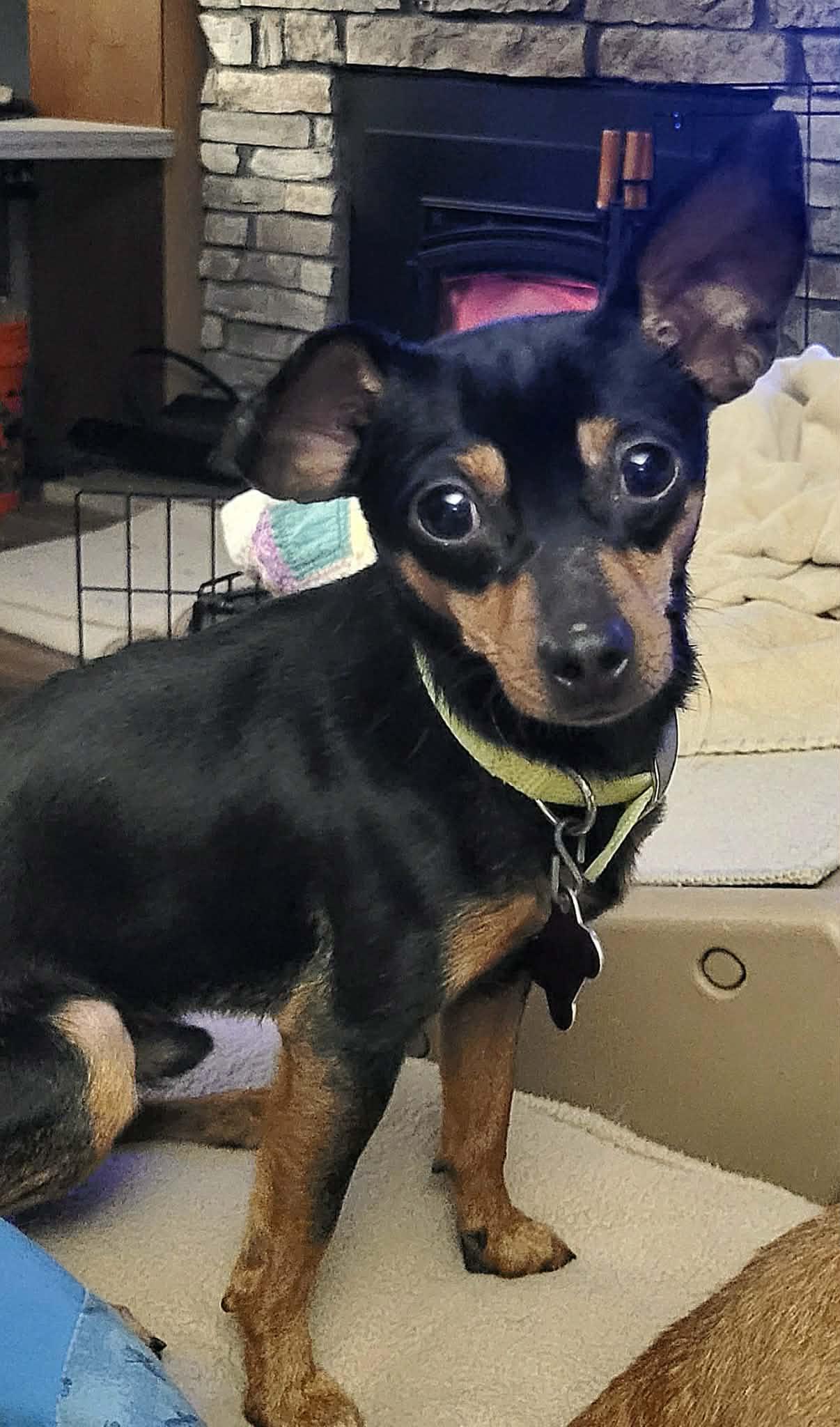 Enlarge Sonny & Cher, an adopted Chihuahua in Hayward, WI image 2/3