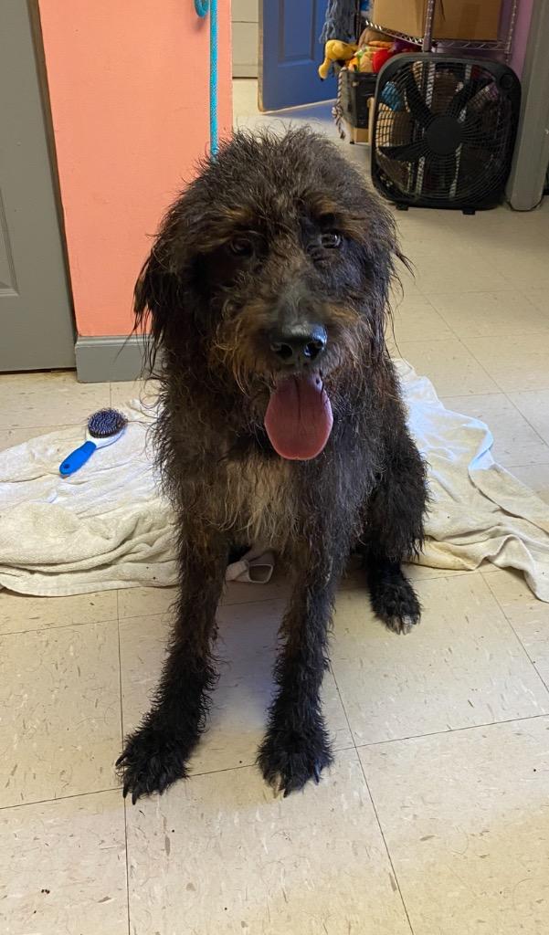 Charlie, Adoptable, Adult Male Poodle & Labrador Retriever.