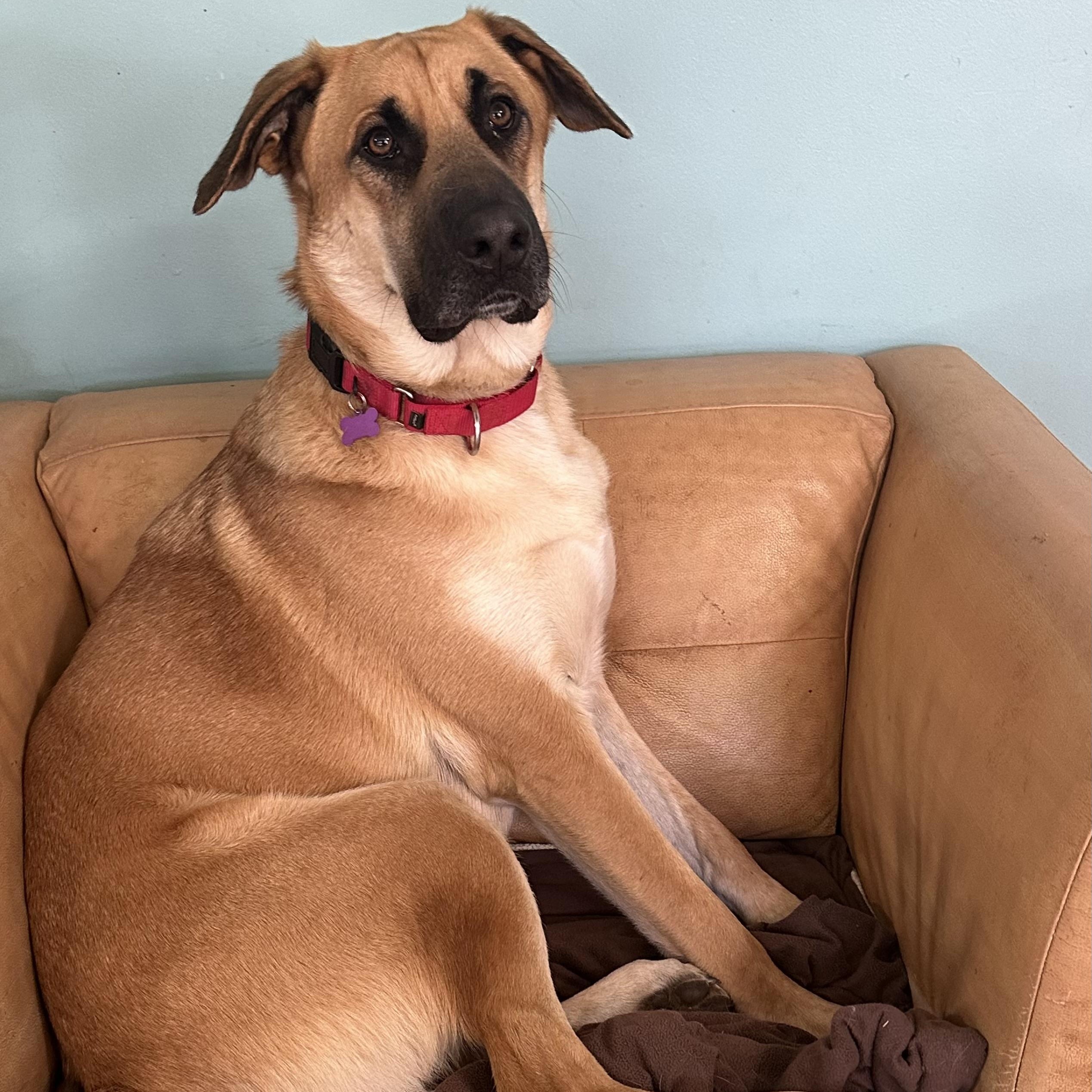 Boomer, ADOPTABLE, Adult Male Great Dane & Black Mouth Cur.
