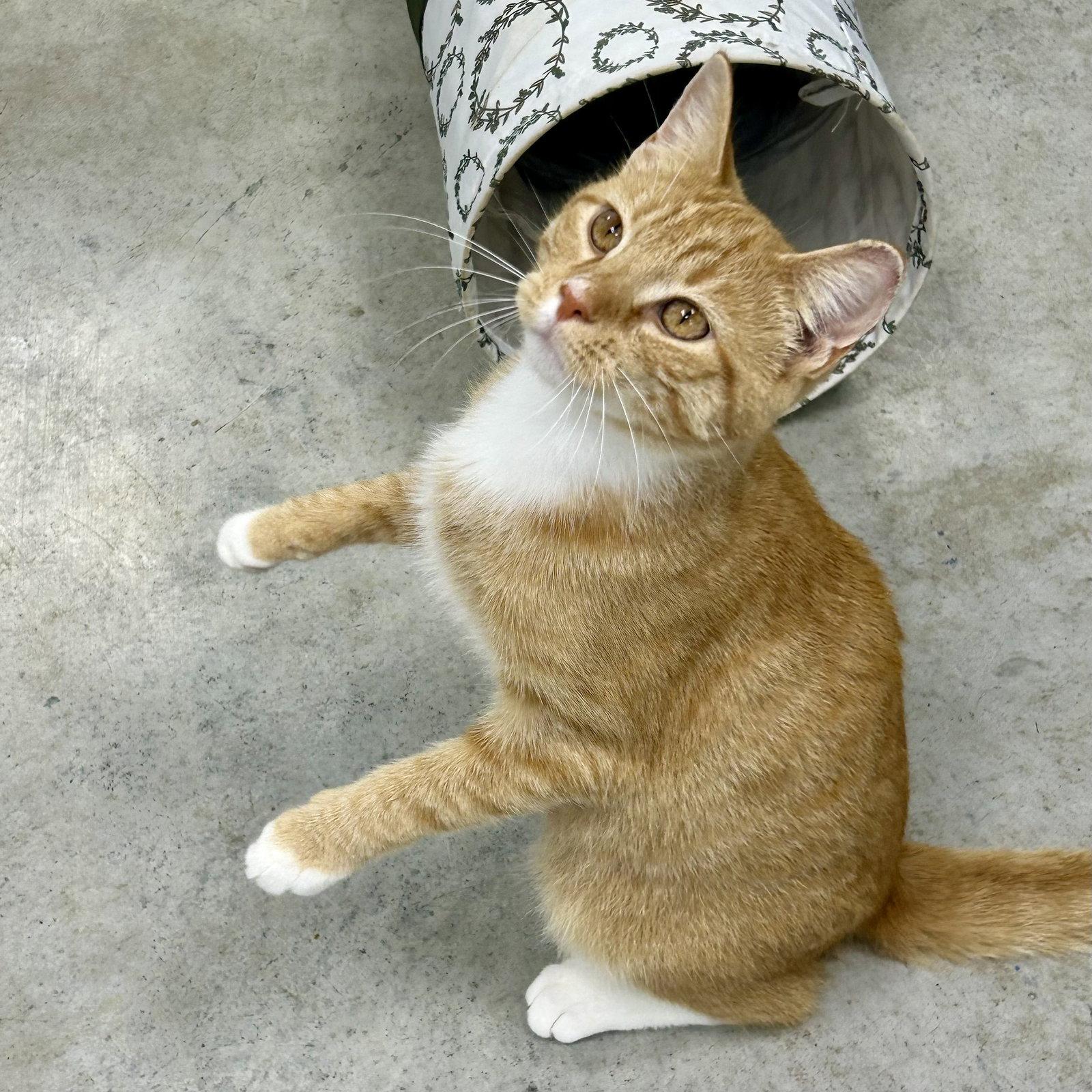 Enlarge Landry, a Adoptable mixed breed in Norwood, OH image 1/3
