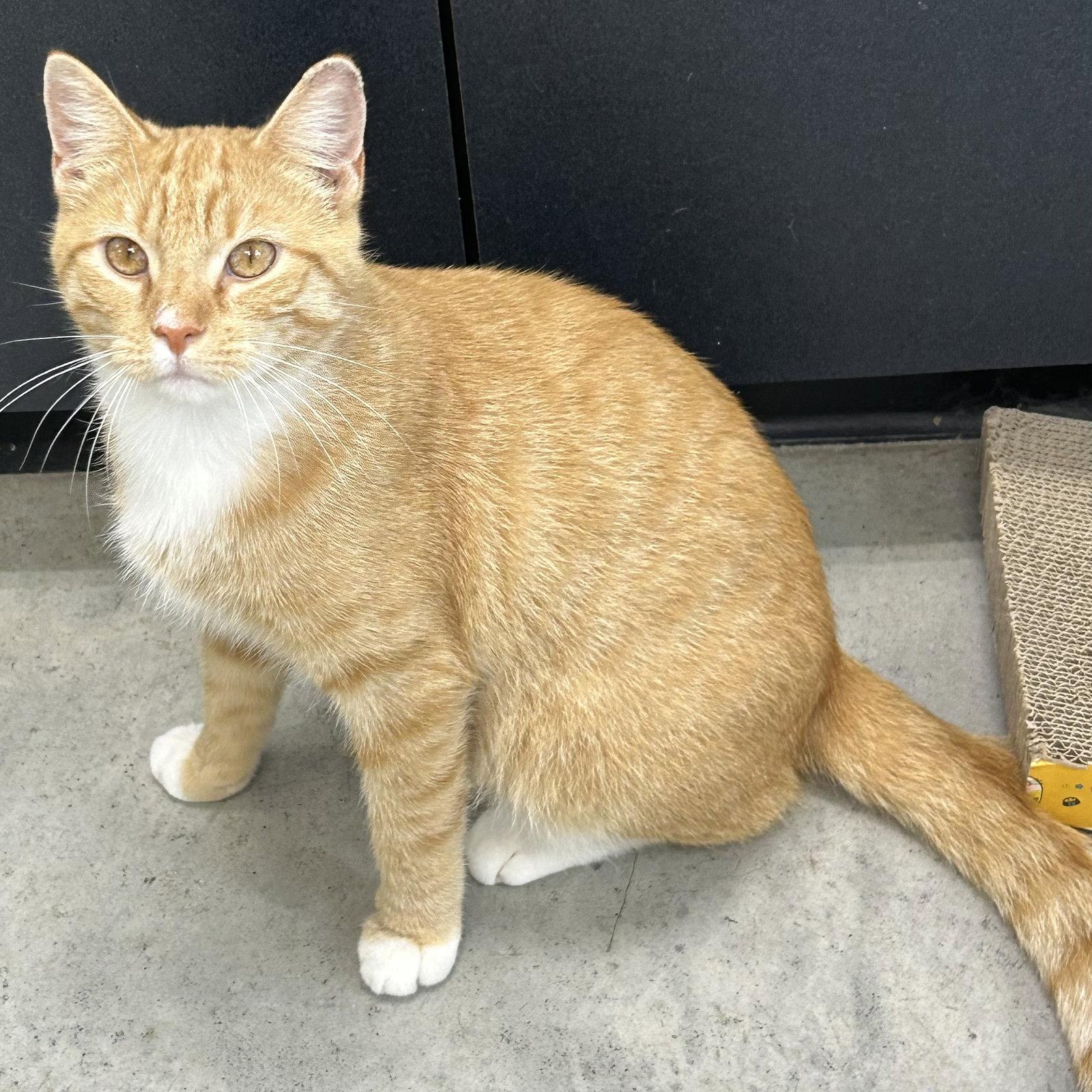 Enlarge Landry, a Adoptable mixed breed in Norwood, OH image 2/3