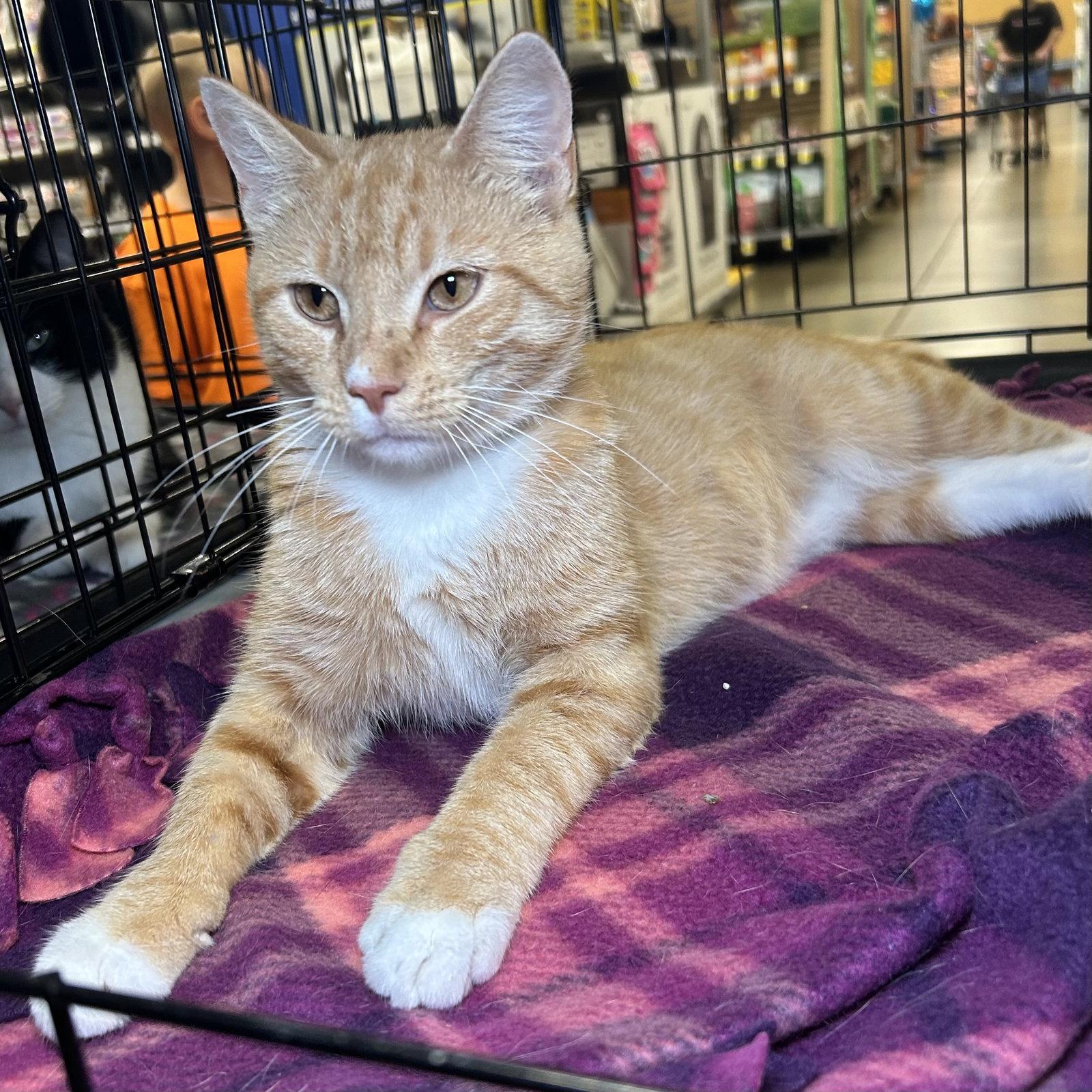 Landry, Adoptable, Young Male Tabby & Domestic Short Hair.