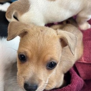 Clover (The Deck Litter) — thumbnail 3