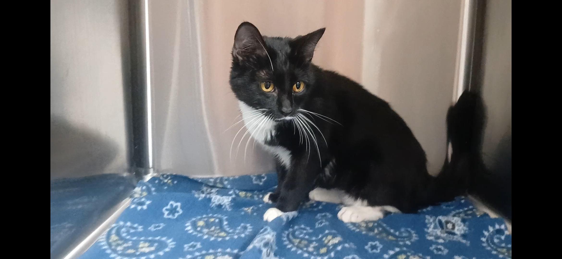 Enlarge Daffodil , an adopted Domestic Short Hair in Port Angeles, WA image 2/2