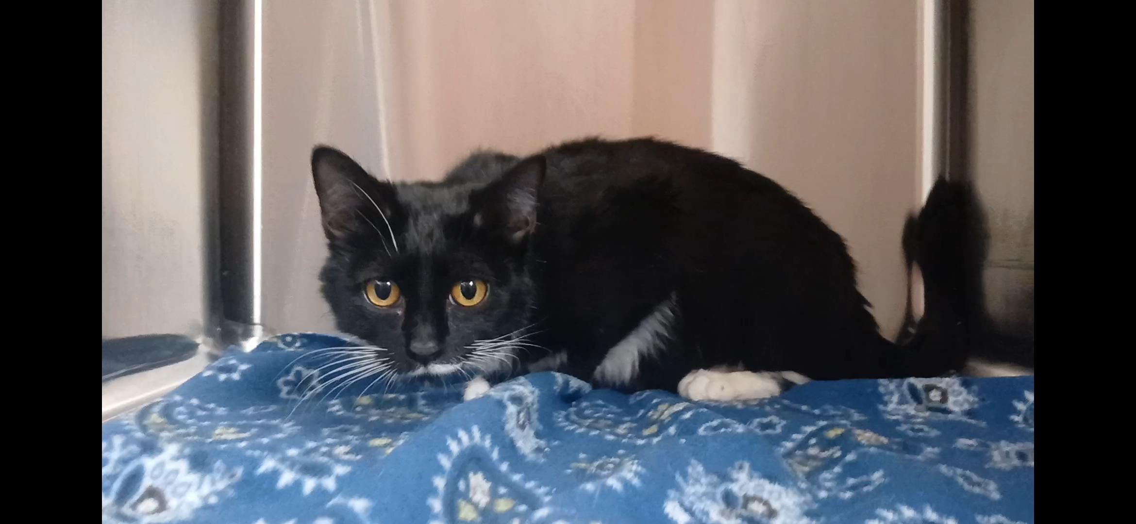 Daffodil , adopted, Young Female Domestic Short Hair.