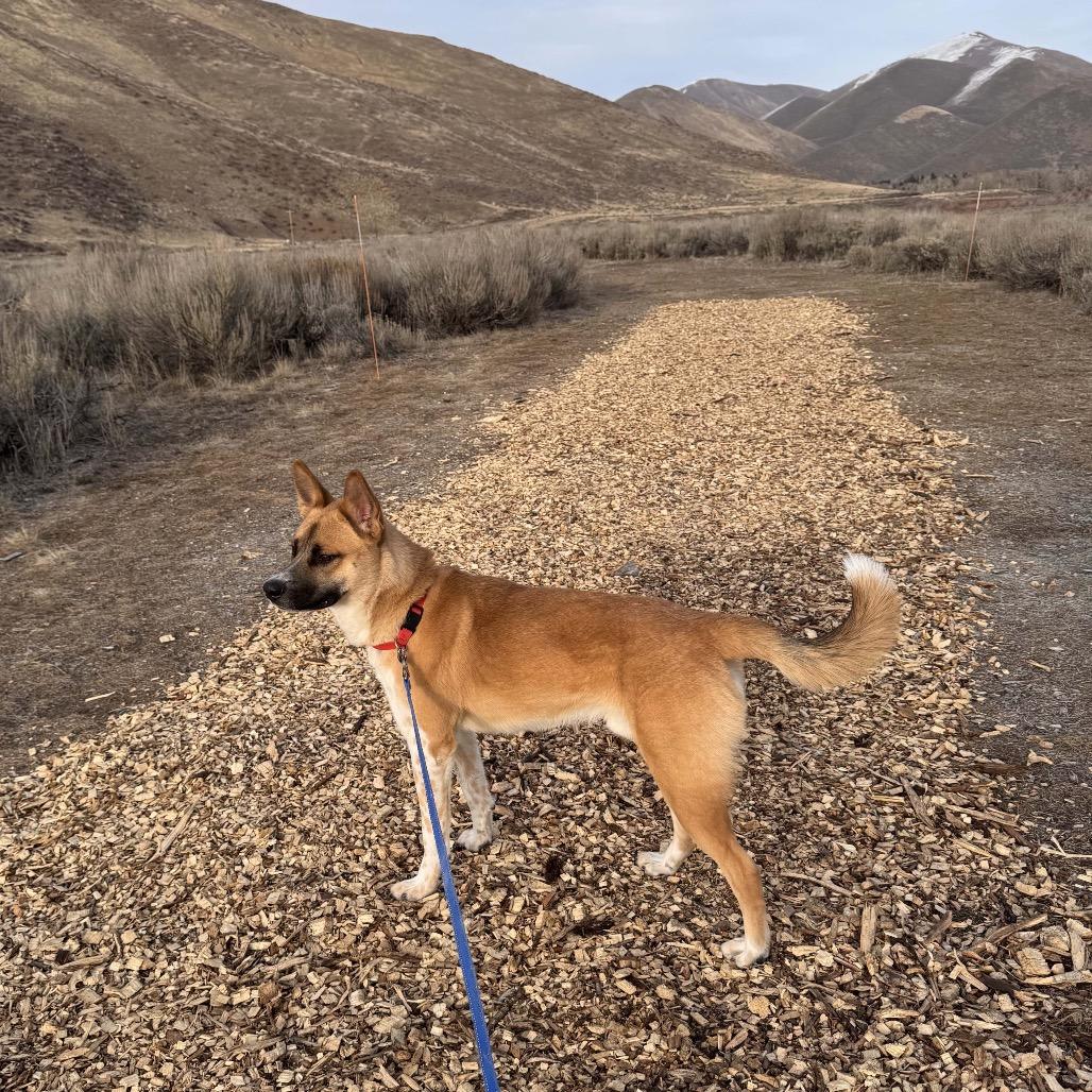Enlarge Noodle, a Adoptable Mixed Breed in Idaho Falls, ID image 1/4