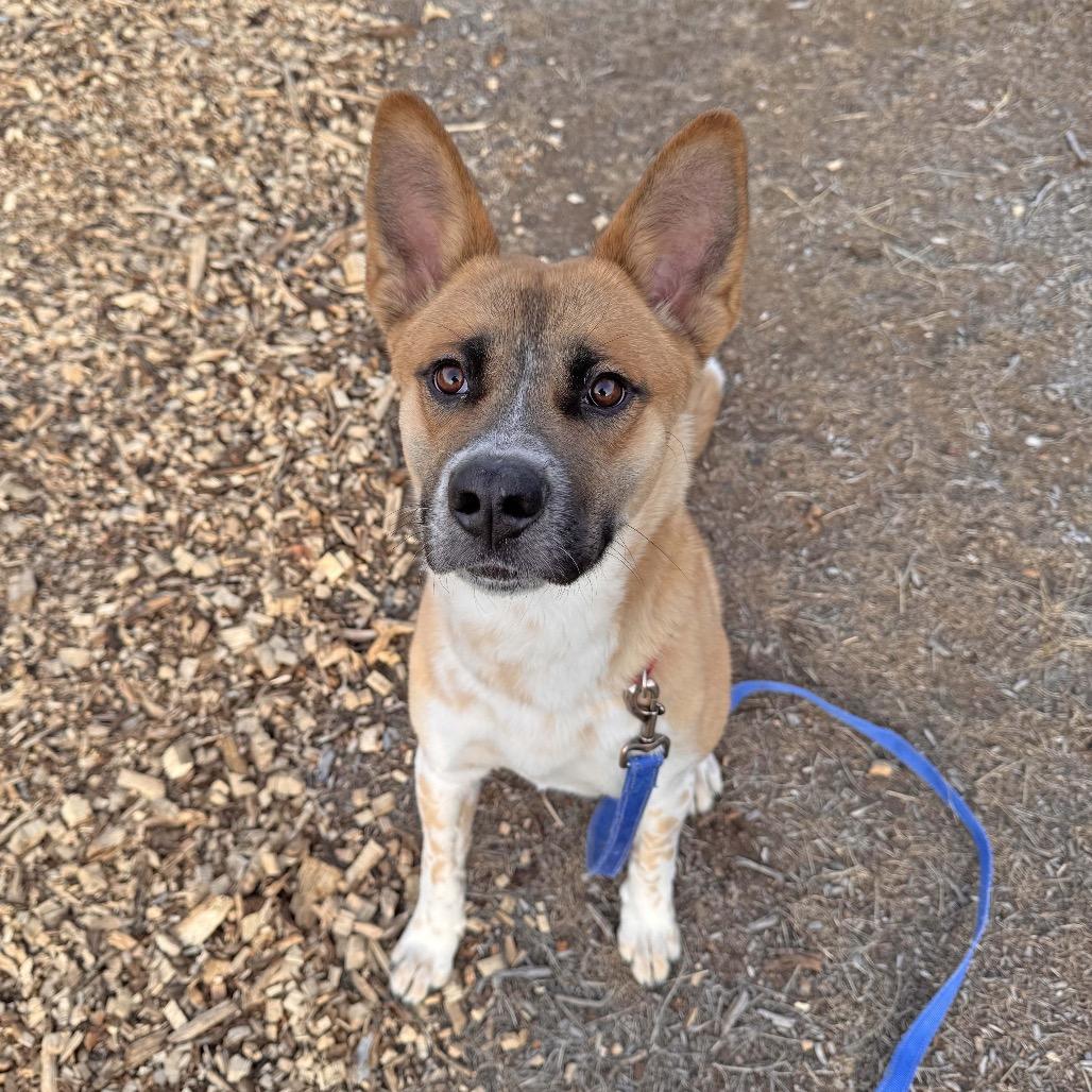 Enlarge Noodle, a Adoptable Mixed Breed in Idaho Falls, ID image 2/4