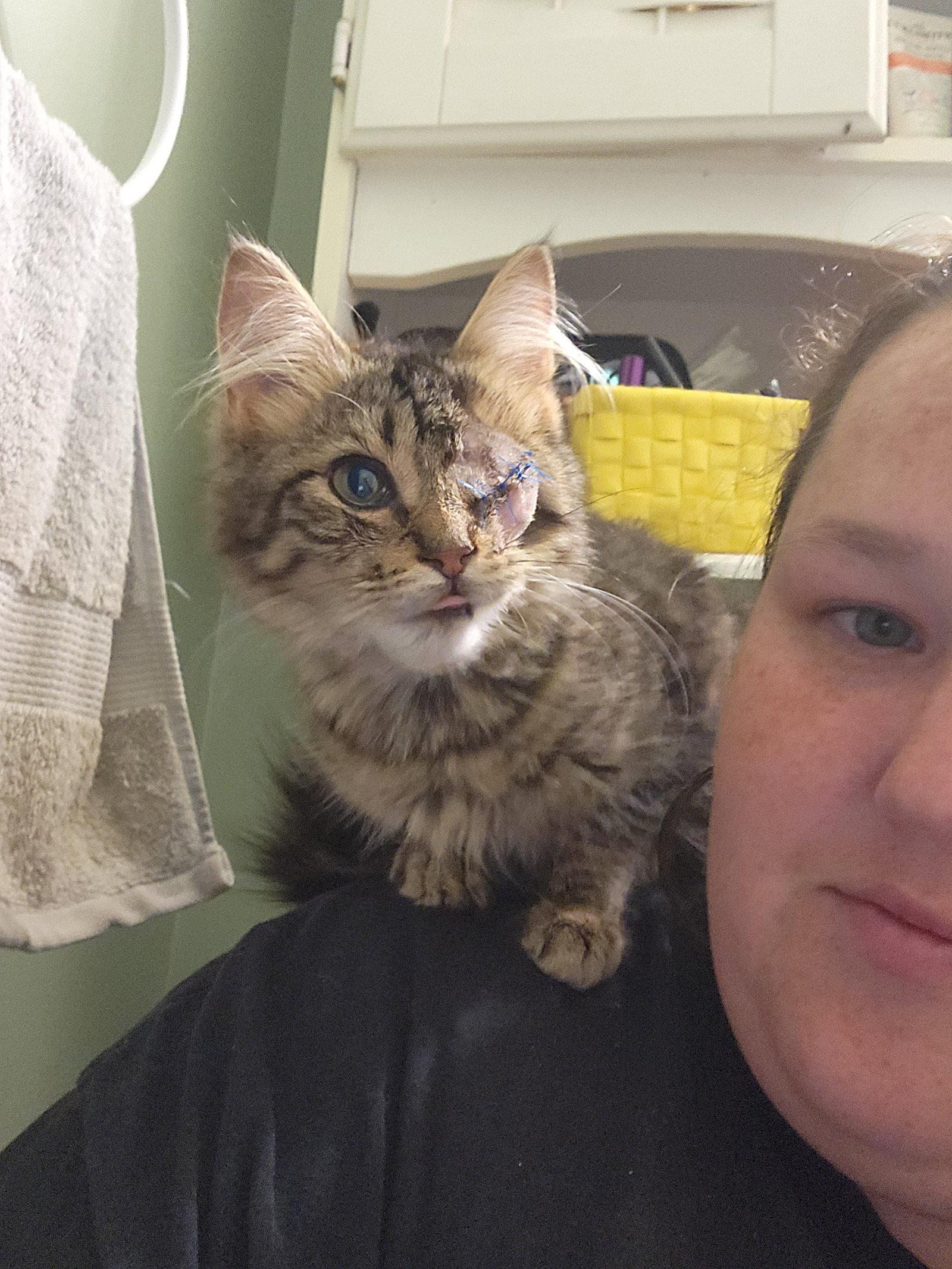 Tommy, Adopted, Young Male Domestic Long Hair.