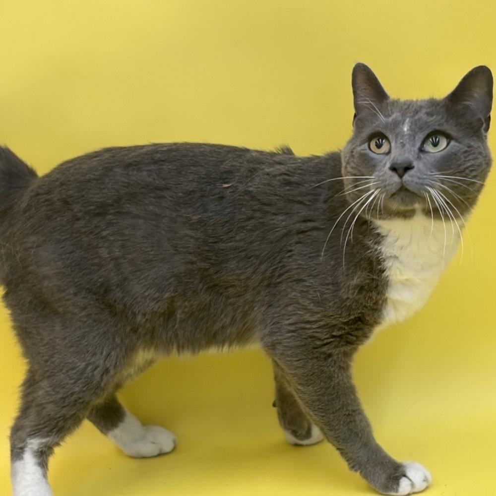 Meowsies, Adoptable, Adult Male Domestic Short Hair & Russian Blue.