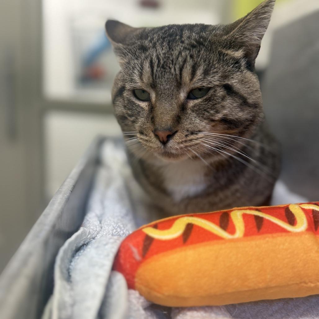 Harry, Adoptable, Adult Male Domestic Short Hair.