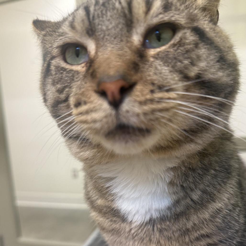 Enlarge Harry, a Adoptable Domestic Short Hair in Pittsburgh, PA image 2/6