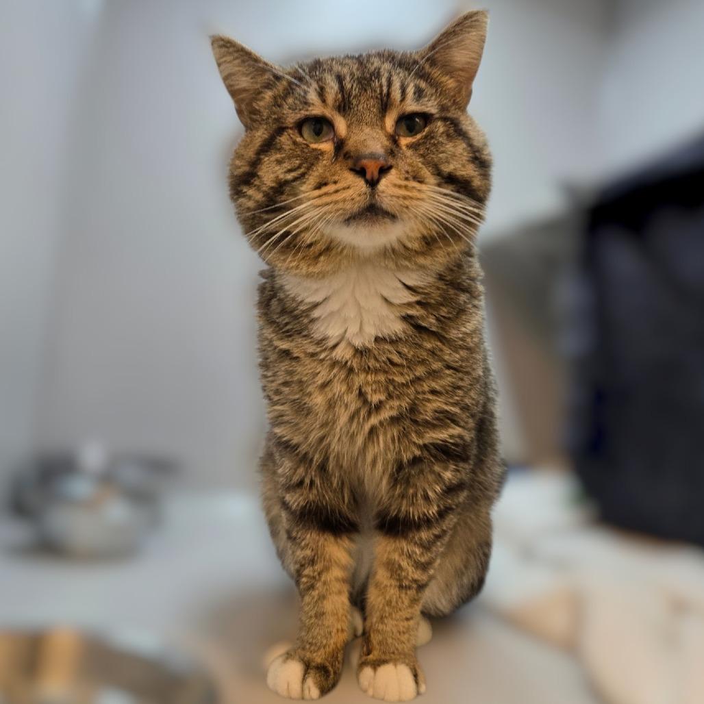 Enlarge Harry, a Adoptable Domestic Short Hair in Pittsburgh, PA image 1/2