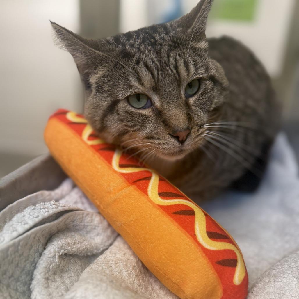 Enlarge Harry, a Adoptable Domestic Short Hair in Pittsburgh, PA image 4/6