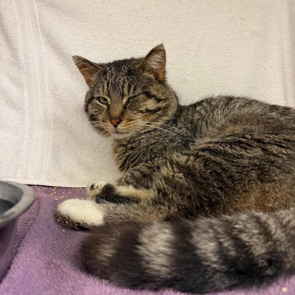 Enlarge Harry, a Adoptable Domestic Short Hair in Pittsburgh, PA image 2/2